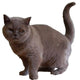 Reusable Your Pet Wall Sticker, Personalised Wall Stickers Of Your Pet, Dog, Cat, Hamster....any pet!