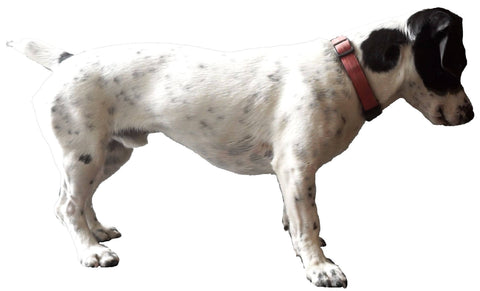 Reusable Your Pet Wall Sticker, Personalised Wall Stickers Of Your Pet, Dog, Cat, Hamster....any pet!