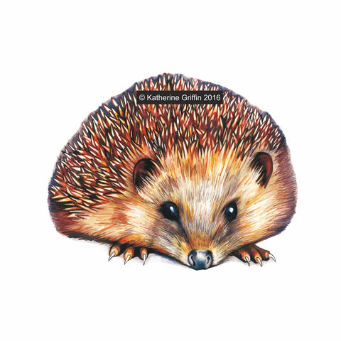 Hedgehog Wall Sticker, Hedgehog Wall Decal, Hedgehog Wall Art, Original Watercolour Hedgehog Decal, Wildlife Wall Art, Cute Nursery Decals
