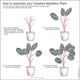 Reusable Calathea Medallion Plant Wall Sticker, Original Watercolour Life Size Plant Wall Art, Botanical Decals
