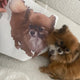 Reusable Your Pet Wall Sticker, Personalised Wall Stickers Of Your Pet, Dog, Cat, Hamster....any pet!